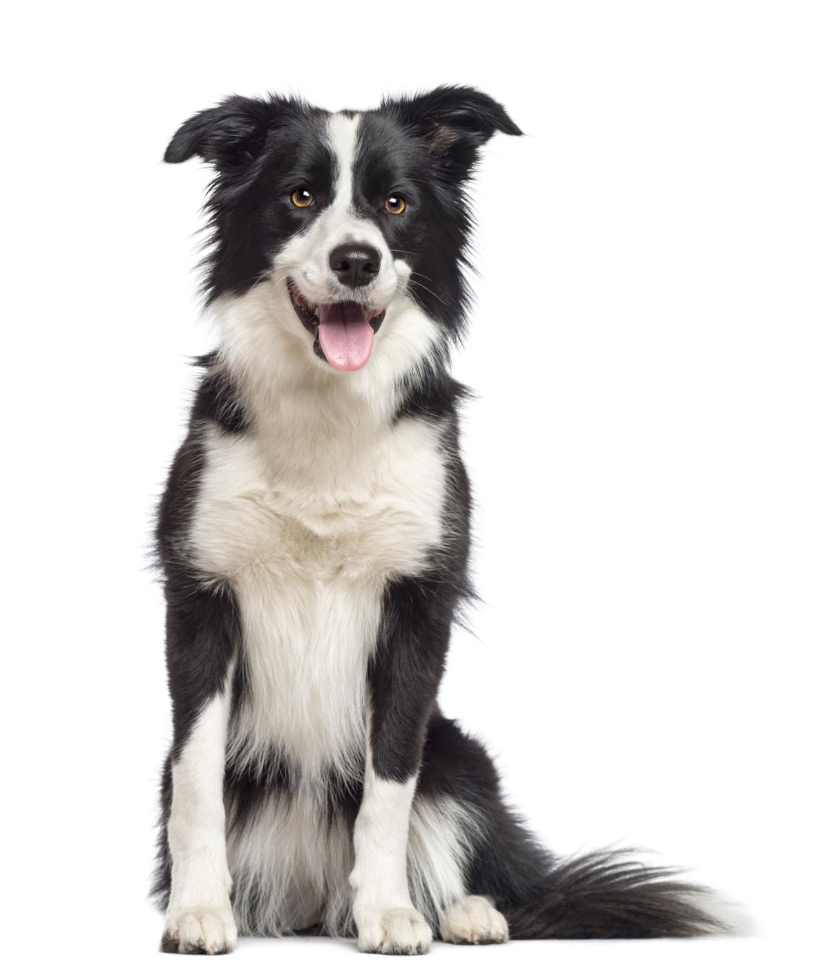 seizures in older border collies