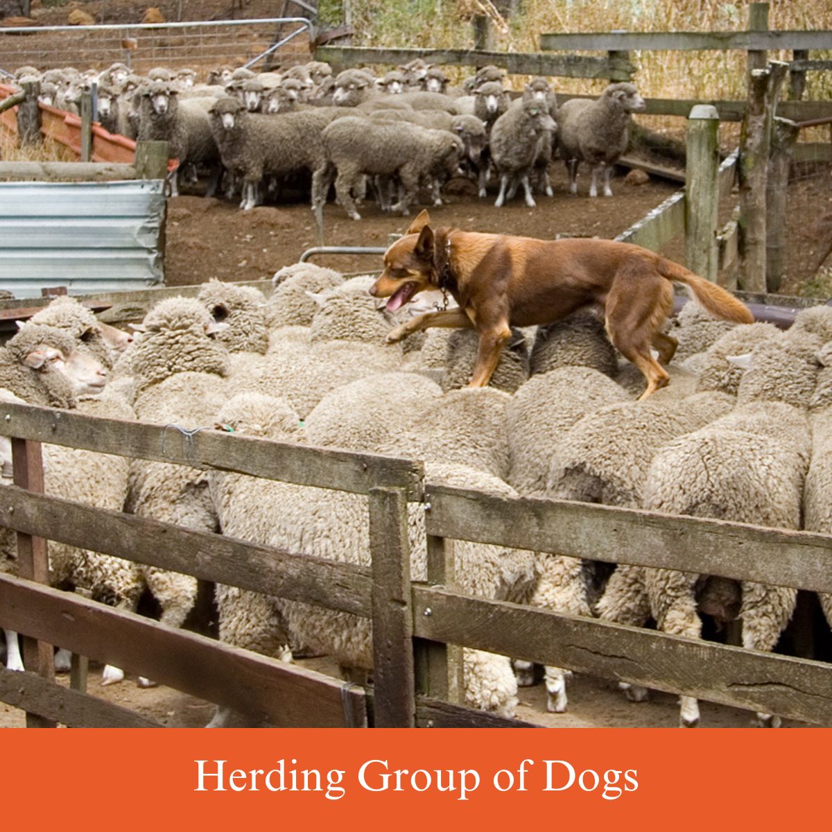 herding group dogs