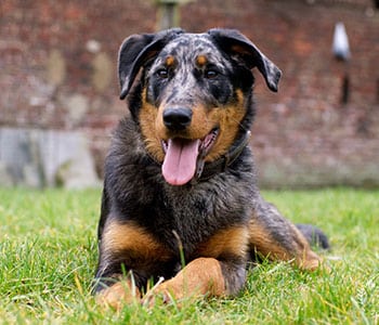 Beauceron Facts