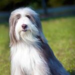bearded collie facts