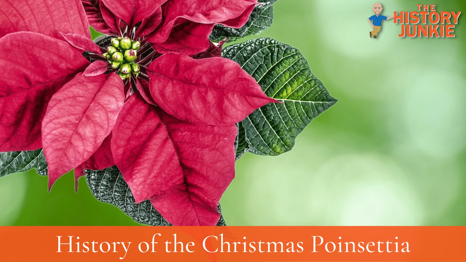 History of the Christmas Poinsettia