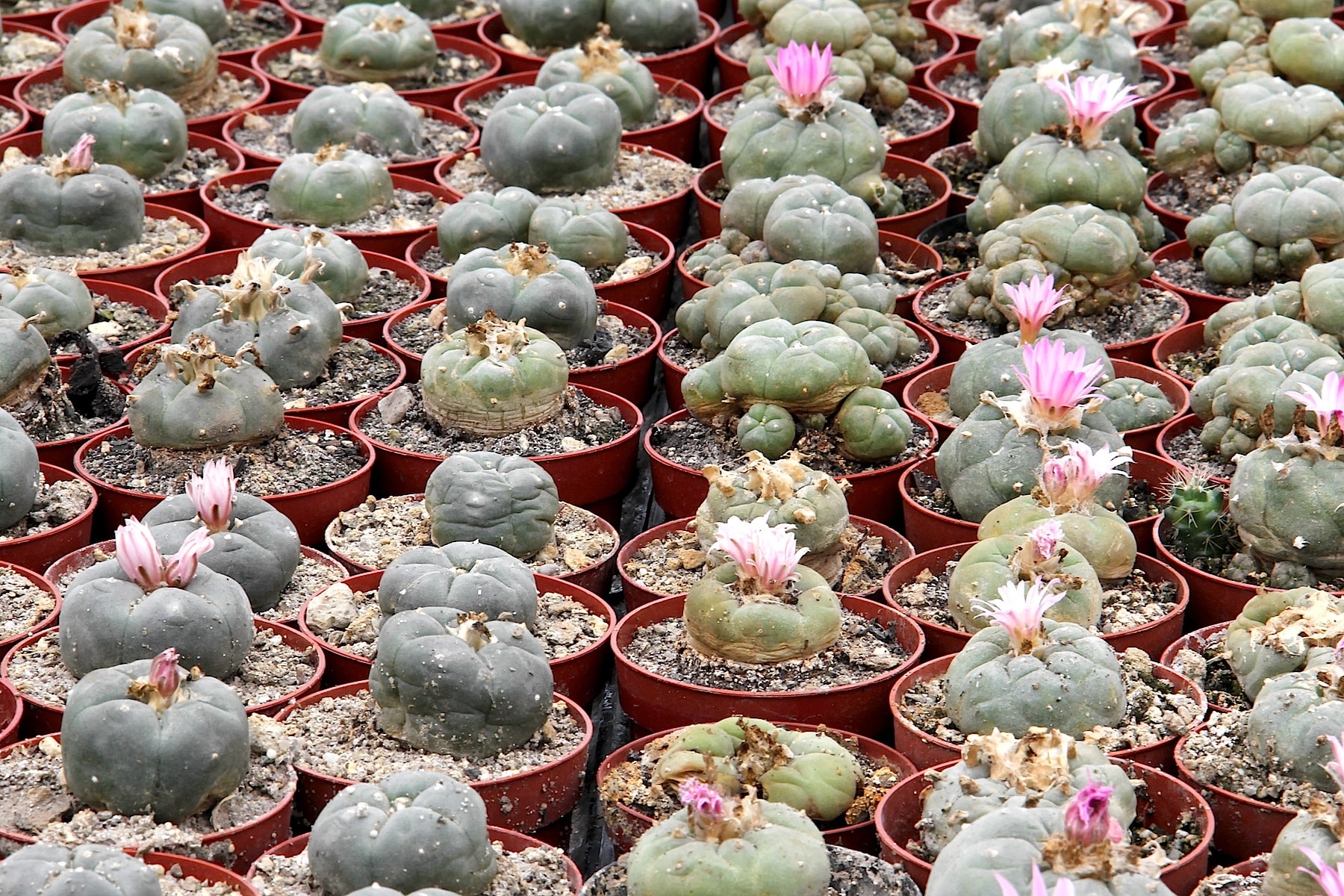 Peyote Cactus